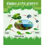 The Life Cycle of the Frog
