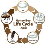 Life cycles of bees