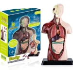 Ανθρώπινο Σώμα