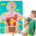 Human Body Anatomy Panel for Kids with Removable Organs