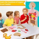 Human Body Anatomy Panel for Kids with Removable Organs - Image 3